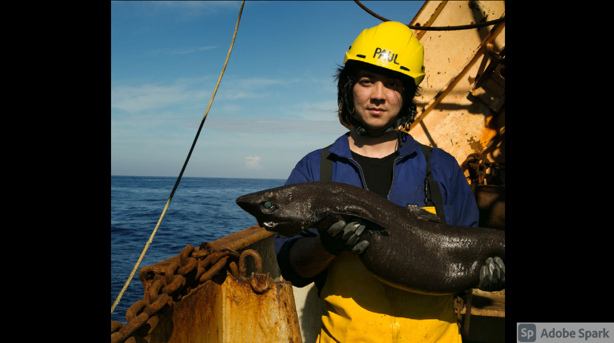 V_ECOPs's tweet photo. Let’s find out from @PaulJClerkin about deep-sea sharks and how you can join him to #savesharks, on 2nd june Timeslot 5 of #ECOPDay21 virtual event.
#sciencetoaction #sharksallaround #sharkconservation #letstalkshark #deepsea #deepseasharks https://t.co/y4rlFmQXOF