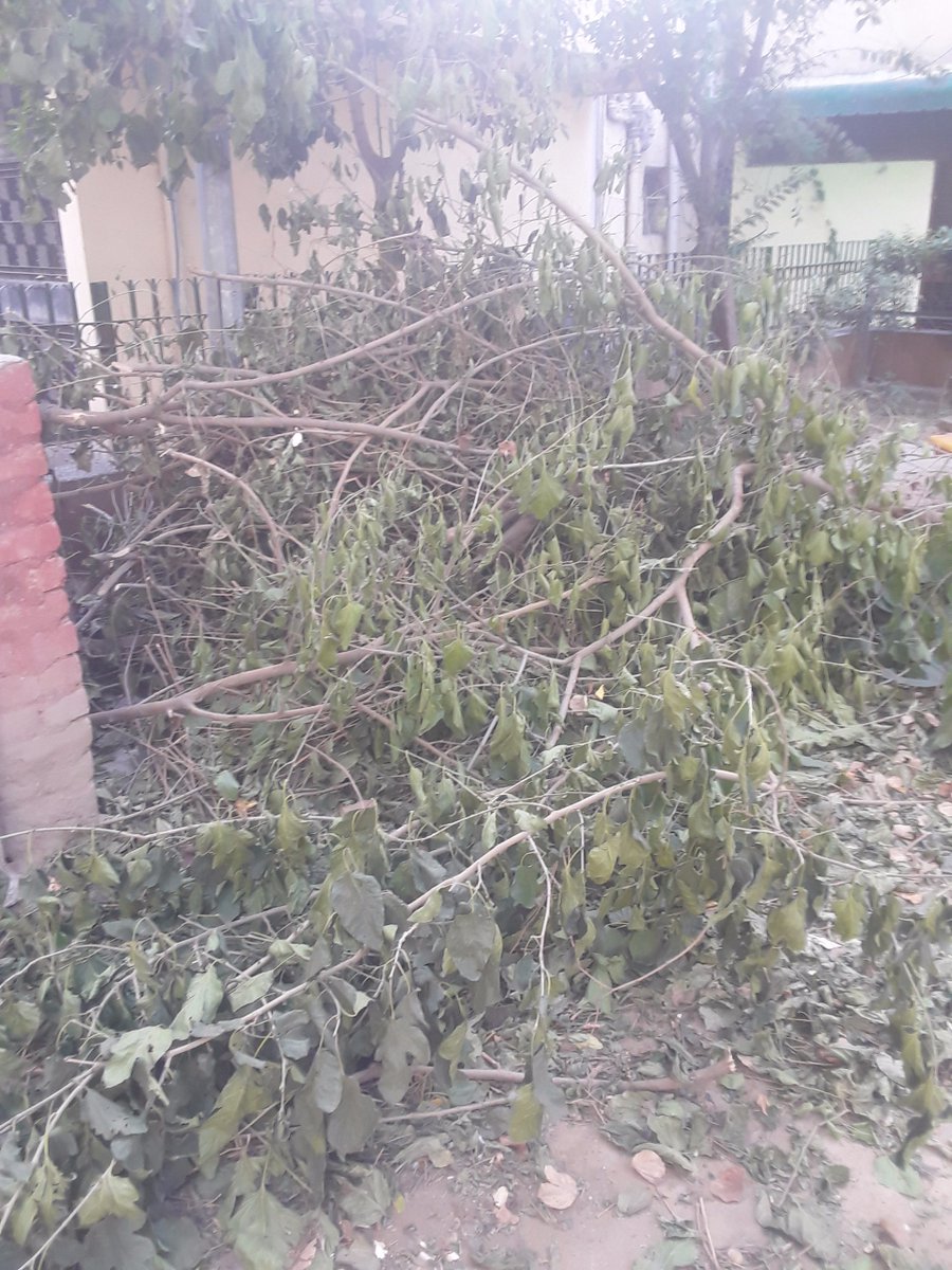 DeepaliAggarwa's tweet photo. @dm_northwest
A  majorpart of a tree within a small public park having located at pkt. -B-6,Sector-4, DDA Complex, Rohini, Delhi-85 has been cutted illegally on 29-05-21 whch cn be verified even at this moment also. It isprtnt to mention thr is a CCTV also footage can be checked https://t.co/RU2gncwHLK