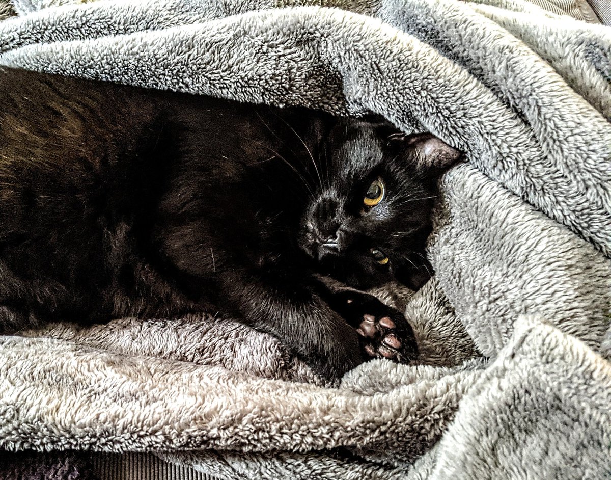 engnrd's tweet photo. He's comfy. #evanandemery https://t.co/0xroSPZkKW