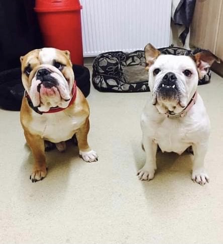 Meet Dexter and Darcie. These #beauties are approx 7 yrs old and are looking for their #foreverhome #together. If you have space for these #gorgeous babies, message for the #adoption package. #mondaythoughts #Bulldogs #RESCUE #AdoptDontShop #dog #besties #DoubleOrNothing #love 💜