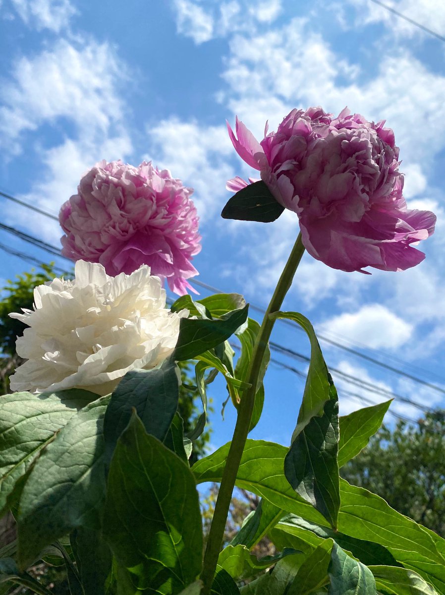 O Xrhsths 竹島宏スタッフ 公式 Sto Twitter 咲きました 青空が似合いますね 芍薬は落ちた花びらも 美しい 落ちる花びらはそのまま テーブルを飾ってくれます 今週も皆さんにとって 良い日でありますように ひろネット 花便り 花言葉 花 芍薬 花の