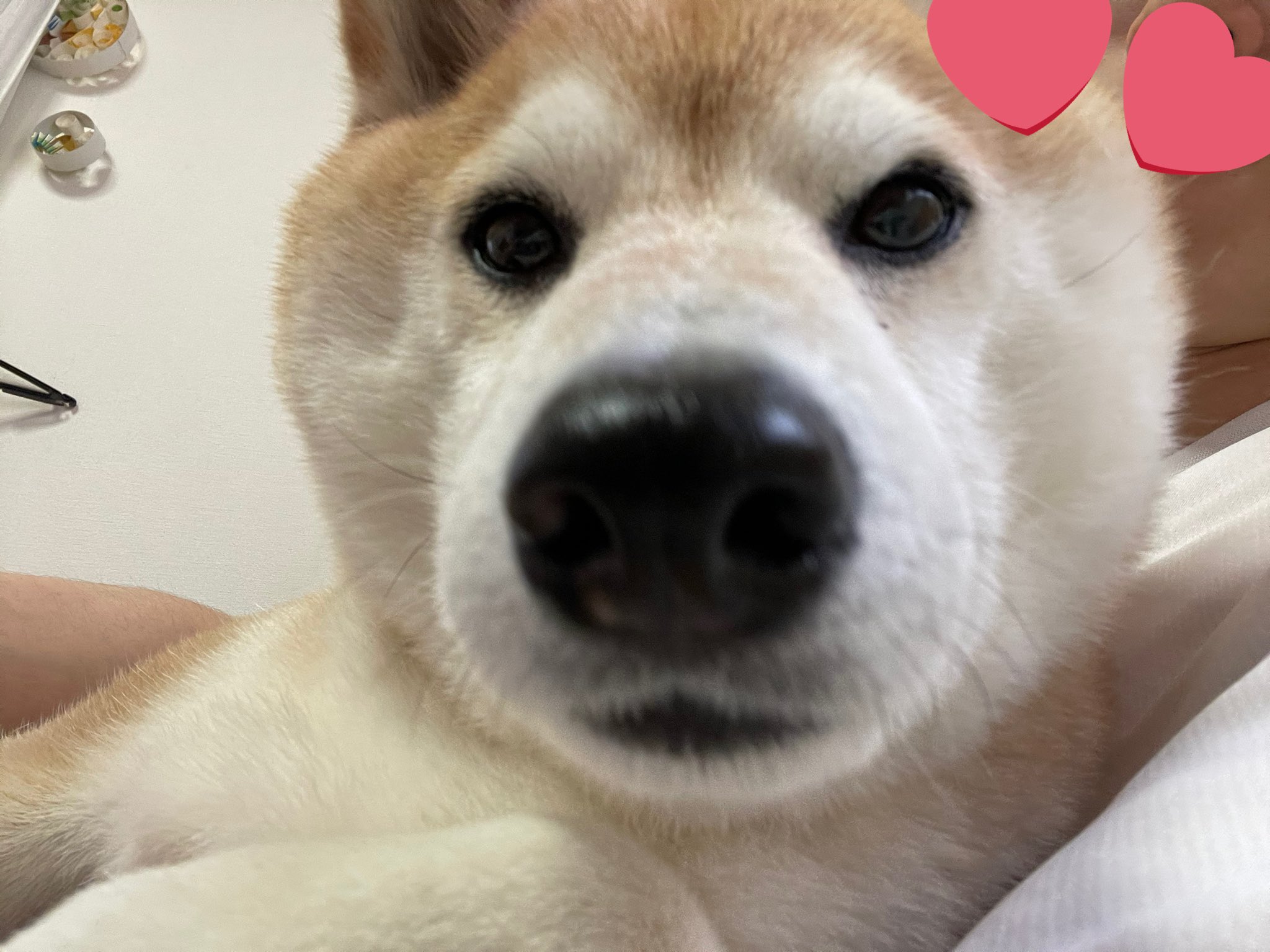 柴犬の太郎 正面からの写真写りが悪いです 太郎 柴犬 T Co Solgts8jt5 Twitter