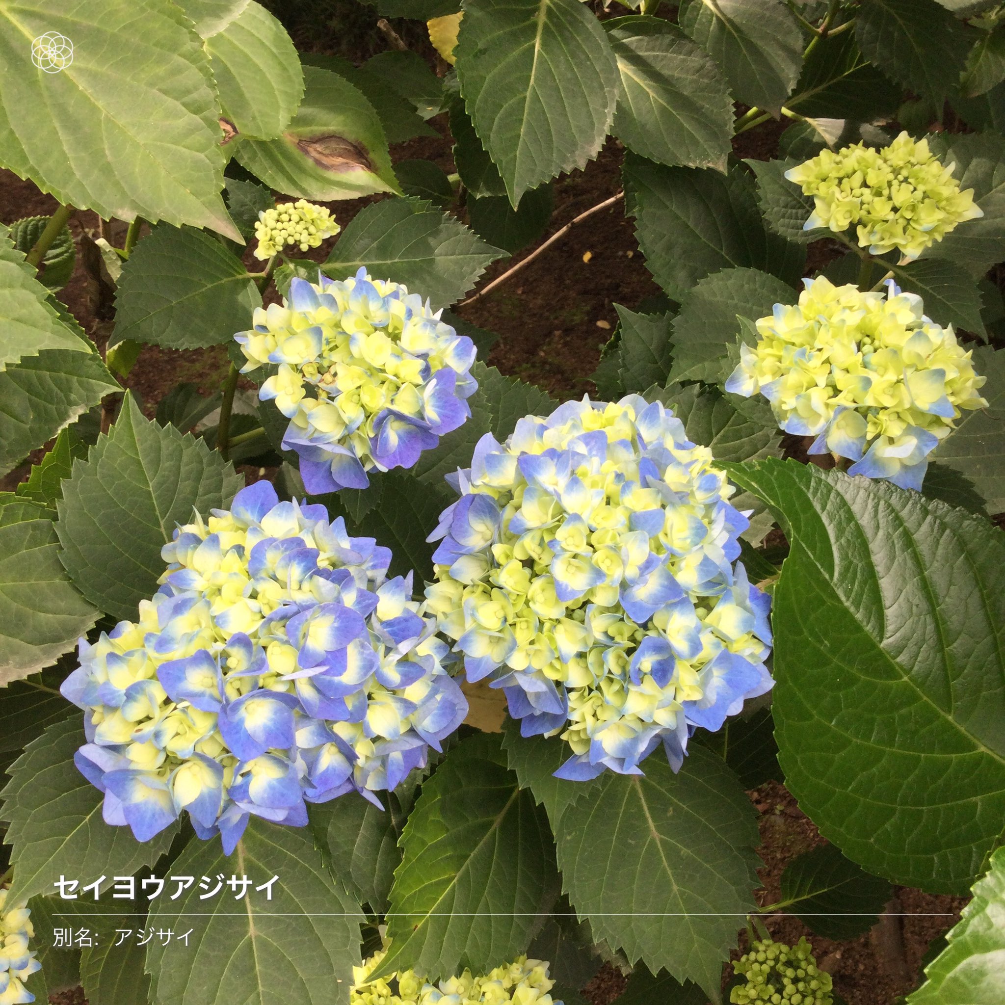 本土寺 Twitter Search Twitter