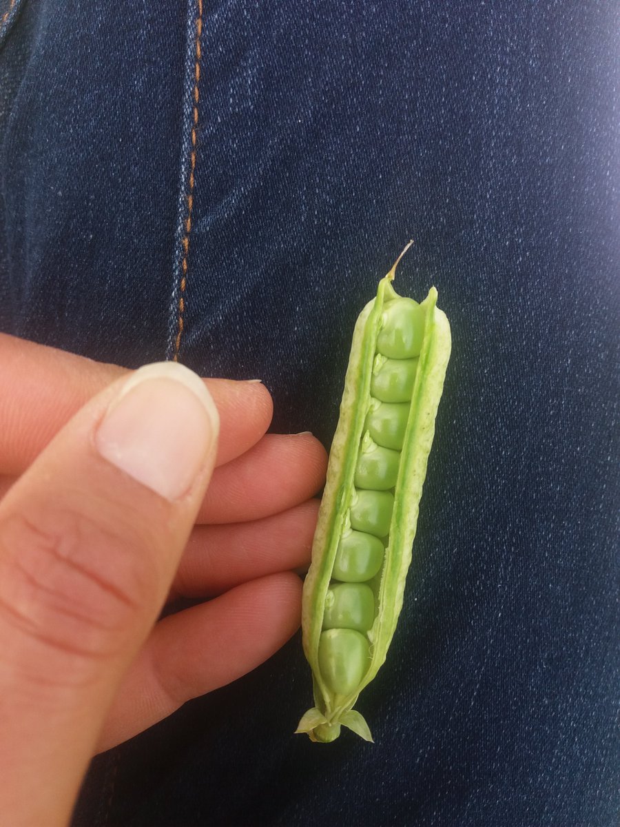Un soleil éblouissant sur des parcelles de pois d'hiver qui finissent leur floraison (dept 16-17) - un potentiel un peu limité par les gelées d'avril, mais des gousses bien présentent et bien remplies déjà !