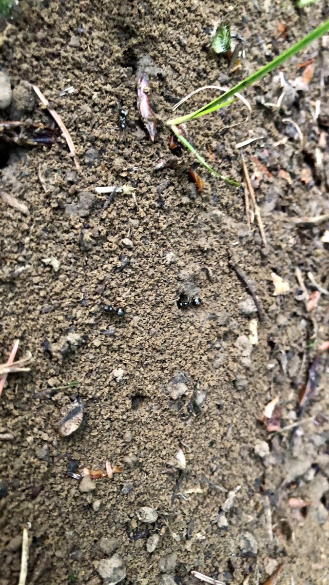 mrharris_educ's tweet photo. Day 28: “Hiding Places Walk”
If only these hid me from mosquitos...
In ascending order of hiding hole size: an ant aisle amidst amounts , a critter cave and cautious cache, a timber tent for the taller tails, and a hole for a whole human.
#UNBCED #EDUC490 #walkingcurriculum https://t.co/CVSHeQ5uFc