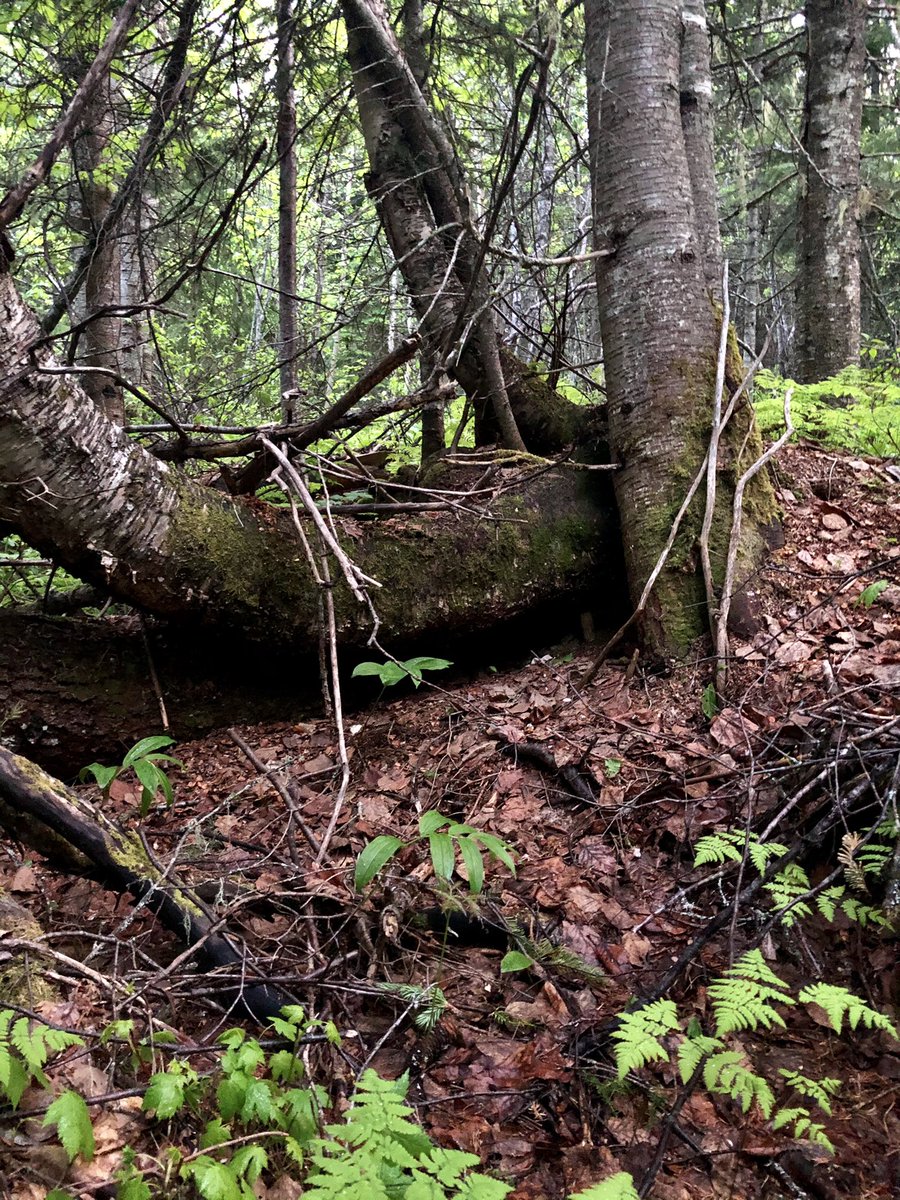 mrharris_educ's tweet photo. Day 28: “Hiding Places Walk”
If only these hid me from mosquitos...
In ascending order of hiding hole size: an ant aisle amidst amounts , a critter cave and cautious cache, a timber tent for the taller tails, and a hole for a whole human.
#UNBCED #EDUC490 #walkingcurriculum https://t.co/CVSHeQ5uFc