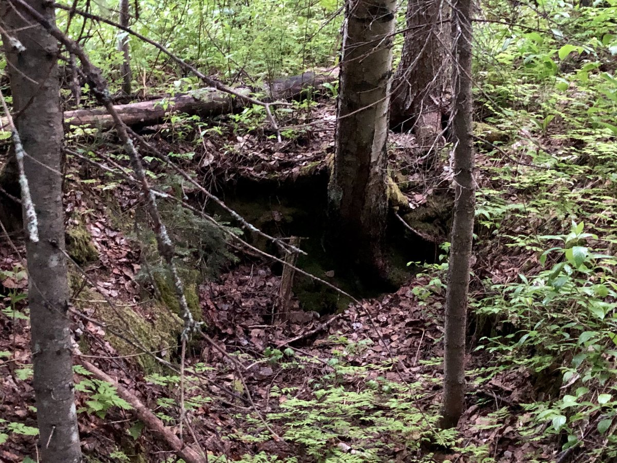 mrharris_educ's tweet photo. Day 28: “Hiding Places Walk”
If only these hid me from mosquitos...
In ascending order of hiding hole size: an ant aisle amidst amounts , a critter cave and cautious cache, a timber tent for the taller tails, and a hole for a whole human.
#UNBCED #EDUC490 #walkingcurriculum https://t.co/CVSHeQ5uFc