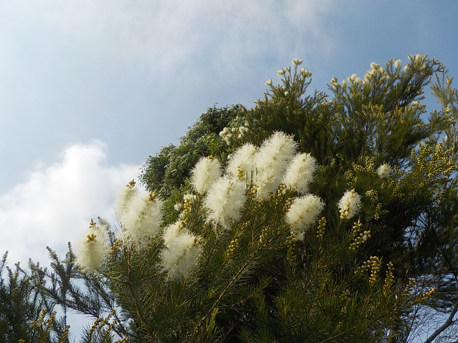 都立汐入公園 ティーツリー ティーツリーの花期は４月 ６月 花は白 ピンク 紫の３色あり 大きさは５ 程で筒状の花 が密集して咲くのはとても綺麗です 羽毛状の白い花がブラシの様な風合いがあります アロマオイルとして殺菌 防腐各作用が