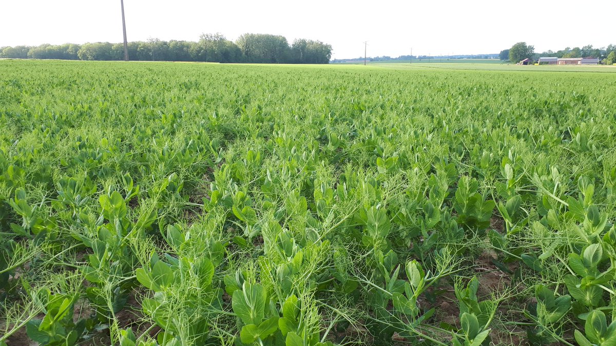 Samuel BOUQUET (@agrogeek) on Twitter photo <a href="/GuyotVincent02/">GUYOT Vincent</a> <a href="/AgathePenant/">Agathe Penant</a> Pareil ici. Par contre quelques une en feverole, avec des ravageurs! Et pour essayer, je devrai recevoir des analyses de feuilles fraîches de <a href="/NovaCropControl/">NovaCropControl</a> dans la journée... <a href="/GuyotVincent02/">GUYOT Vincent</a> <a href="/AgathePenant/">Agathe Penant</a> Pareil ici. Par contre quelques une en feverole, avec des ravageurs! Et pour essayer, je devrai recevoir des analyses de feuilles fraîches de <a href="/NovaCropControl/">NovaCropControl</a> dans la journée...
