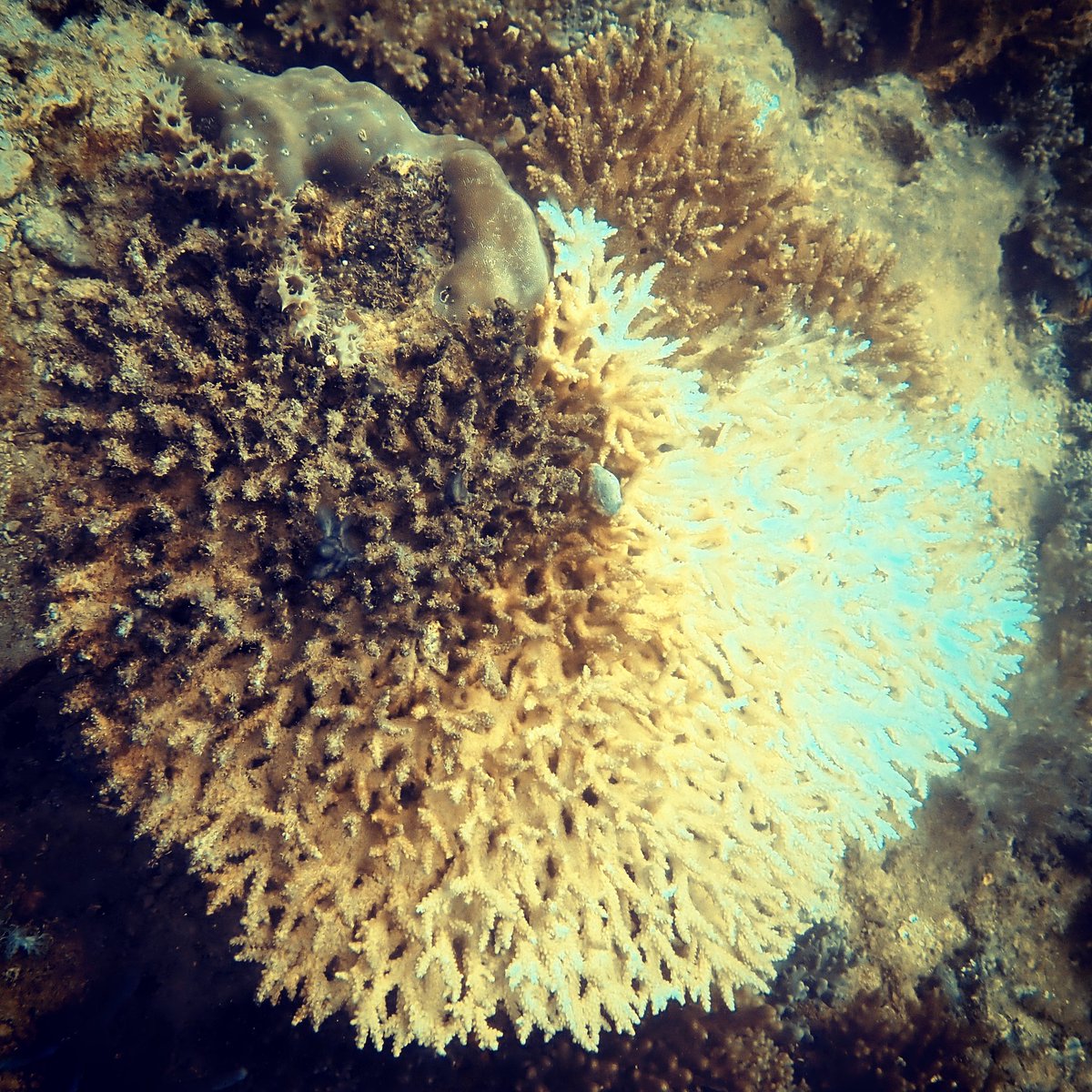 DiveInDar's tweet photo. Three stage coral: alive, bleached &amp; dead 😢😢😢 at Big T dive site out of Dar Es Salaam
@thalassatz
#daressalaam #tanzania #diving #dive #underwaterphoto #underwaterphotography #underwater #scuba #scubadiving #scubadive #coral #coralreef #bleech #dead #alive #globalwarming https://t.co/00mJuqkc90