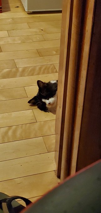 He comfy https://t.co/9h3Ob45XU6