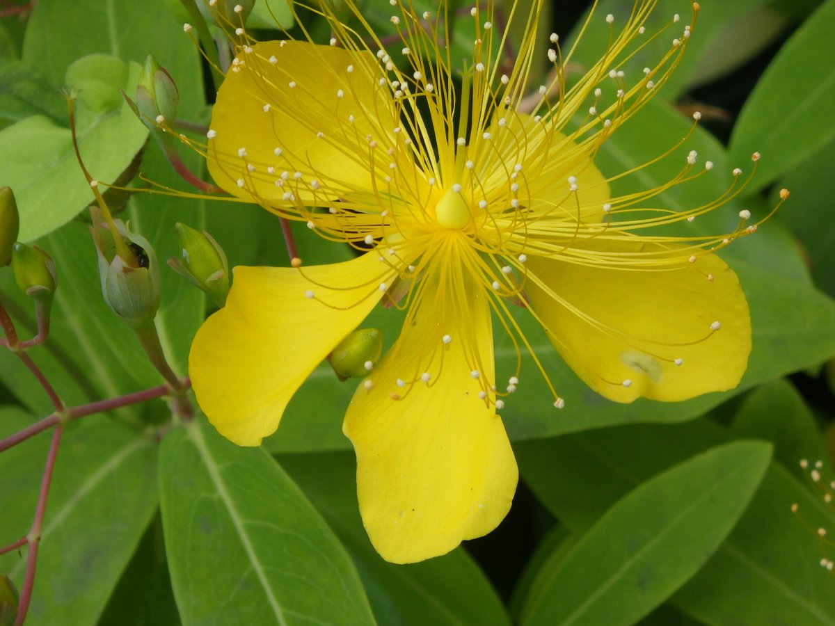 都立府中の森公園 V Twitter 公園東側園路にビョウヤナギが黄色い花を付けています 花の名は花 が美しく葉がヤナギに似ているところから名付けられました 花言葉は 気高さ 梅雨の中でも光り輝くような花の美しさからきています
