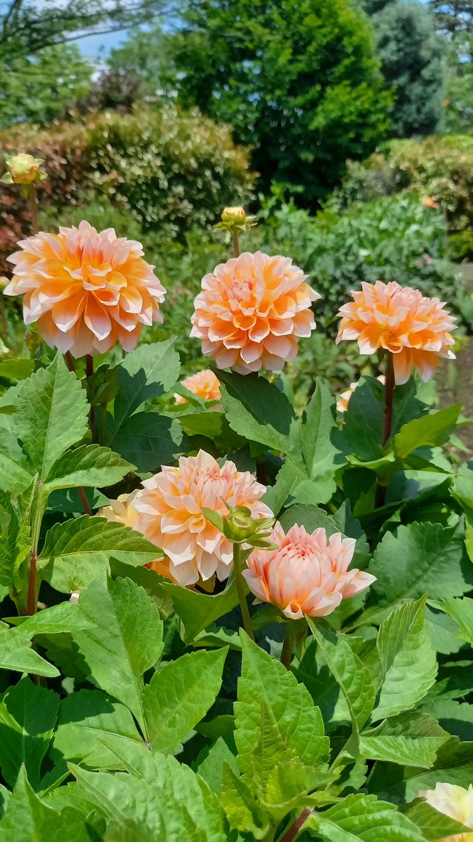 とちぎわんぱく公園 のtwitterリアルタイム検索結果 Meyou ミーユー