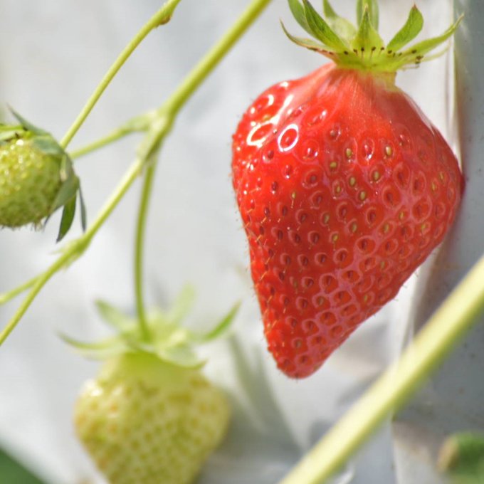 【2022年】香川で楽しもう！「イチゴ狩り」ができる場所おすすめ6選!! イーハトーブ賢治さんの遊び場