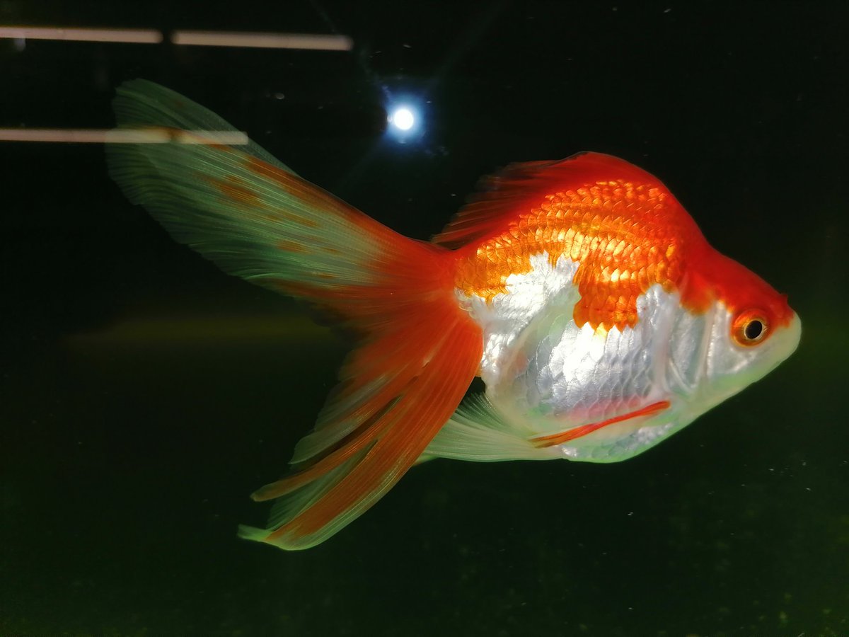 Sam's Aquarium (aquarium_sam) Twitter