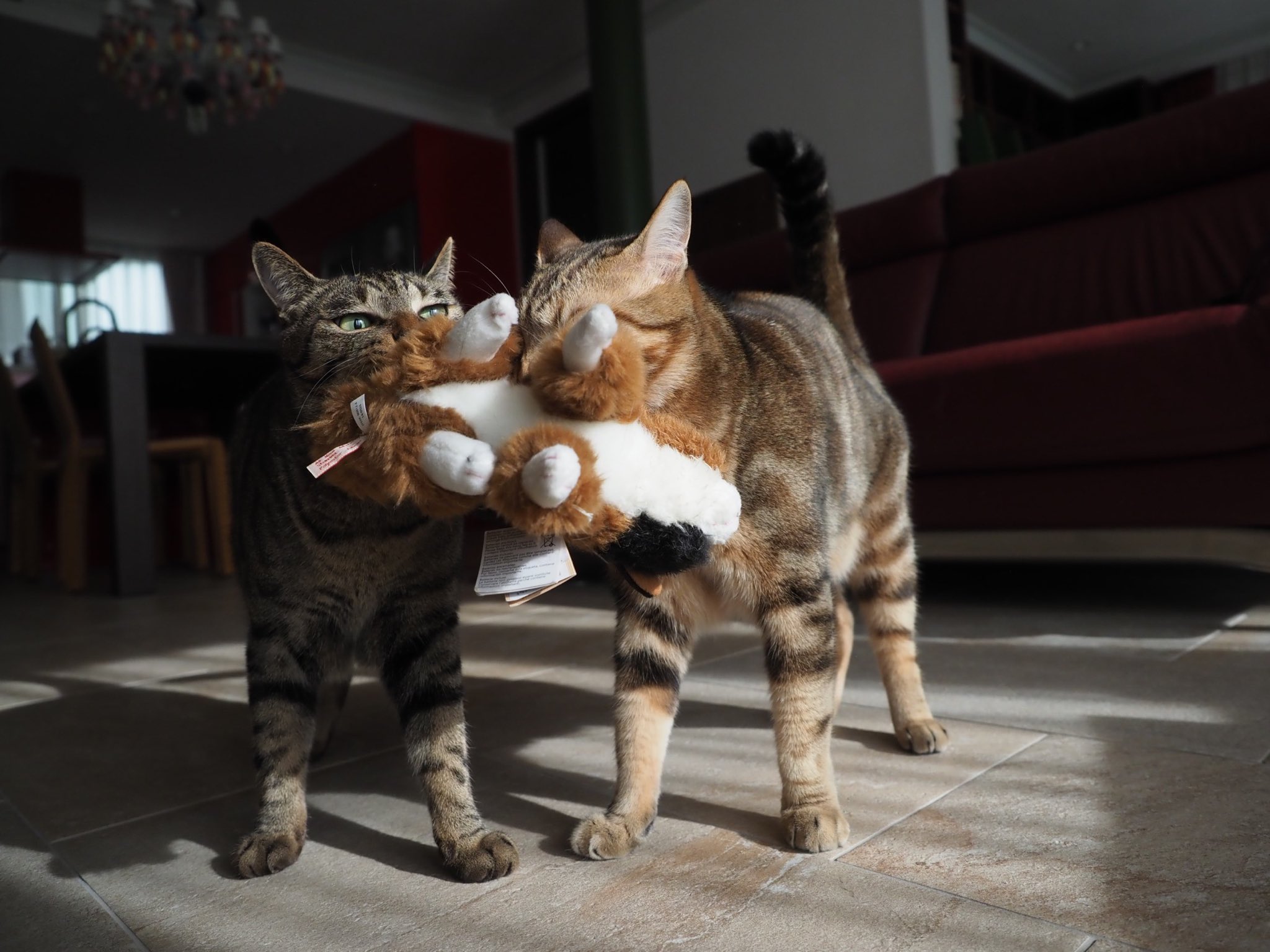 岩合光昭 鳴き声がする子ネコのぬいぐるみ いつもは仲良しのタマトモも この子が鳴くと奪い合う 今朝はトモの勝ち 夕方 また子 ネコを咥えているトモを見ていたら 何をするわけでもなく お気に入りの紙袋の上に置き 壁と子ネコの隙間に入る 思わず