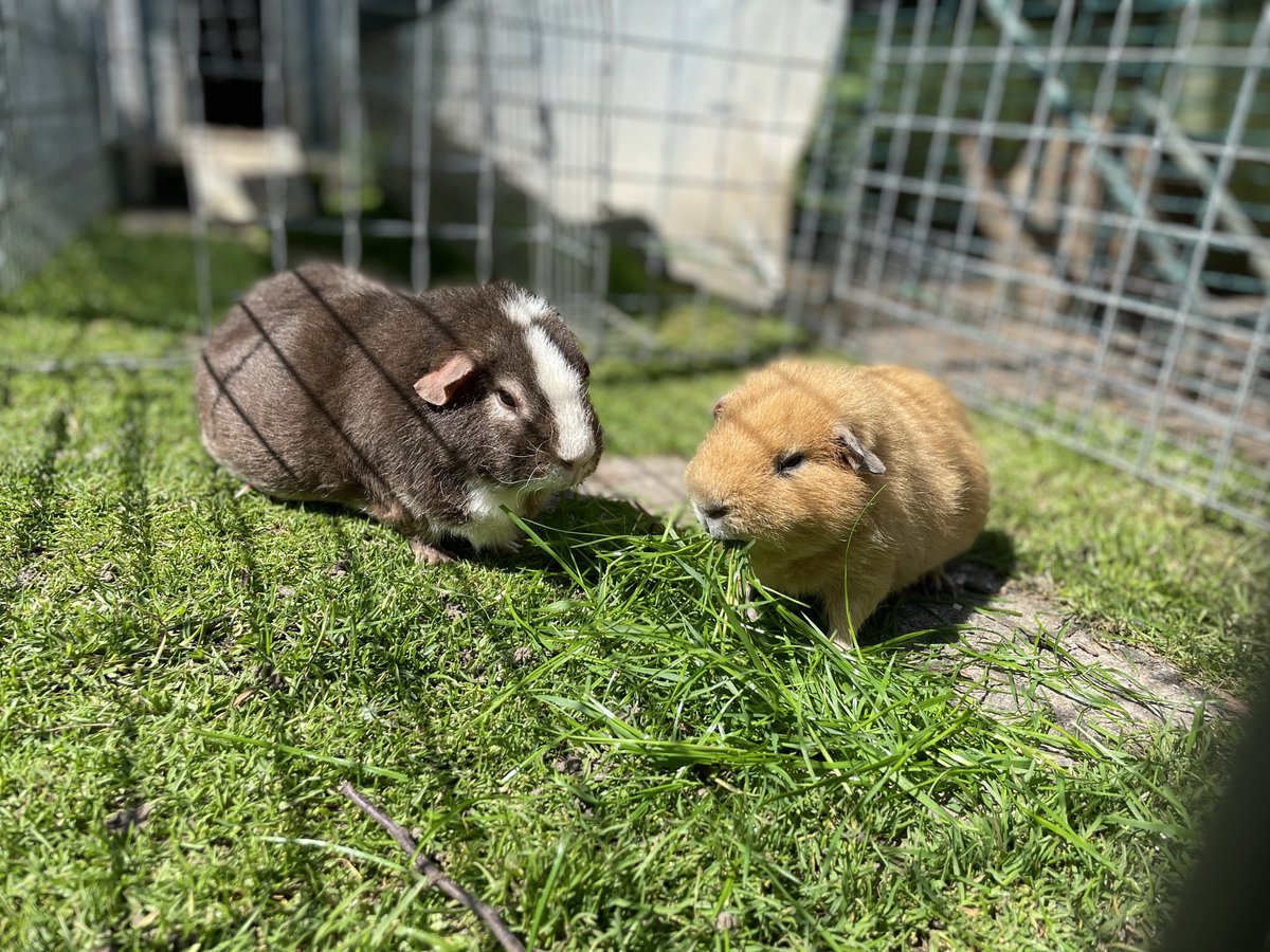 Nomming on a supply of long green grass! #guineapig