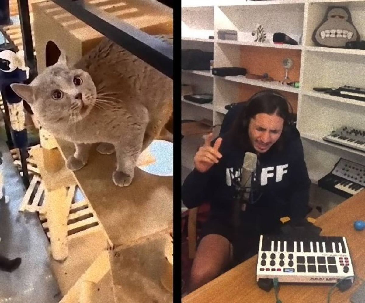 Дэвид скотт the kiffness. The kiffness википедия. Kiffness с котом. Thekiffness cat. Смешная песня про котика.