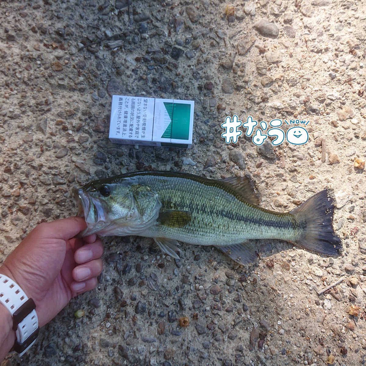 たにぐ１８８ レペゼン京都 こんありです リザーバーでコンディションのいいバス釣りました