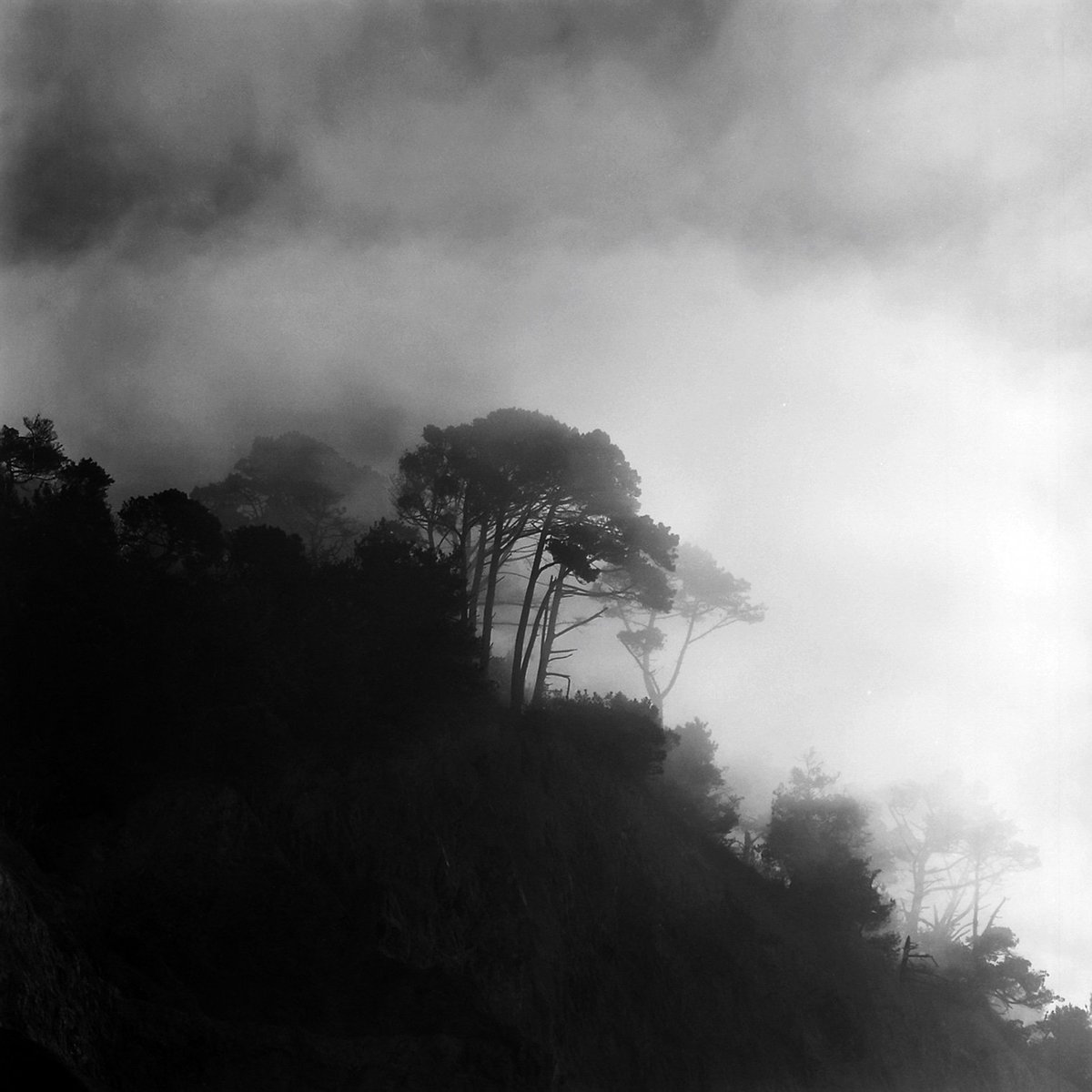 MLHannahFineArt's tweet photo. Continuing the coastal series, Fog through the trees on highway 1, California coast, captured with #Hasselblad and @ilfordphoto SFX B&W film.
#seascape #seascapephotography #californiacoast #bnwfilmphotos #bnw_photography #film #hasselblad500cm #hasselbad #hasselbladfeatures https://t.co/XvcgWgxPGJ