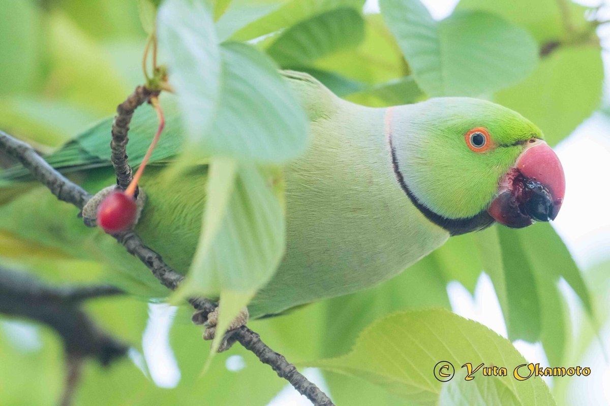 ワカケホンセイインコ