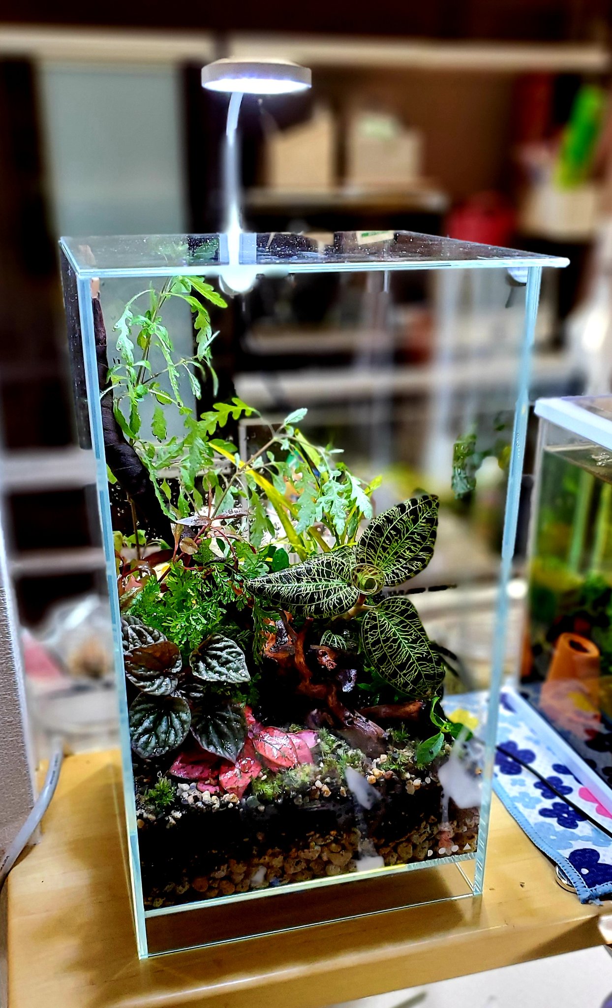【新品・未開封】DOOA ネオグラスエア300×300×450 水槽 新品・未開封】DOOA ネオグラスエア300×300×450 水槽