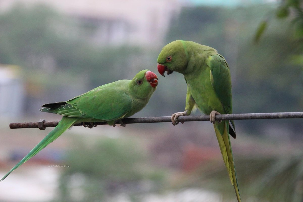 #WORLD_PARROT_DAY hashtag on Twitter