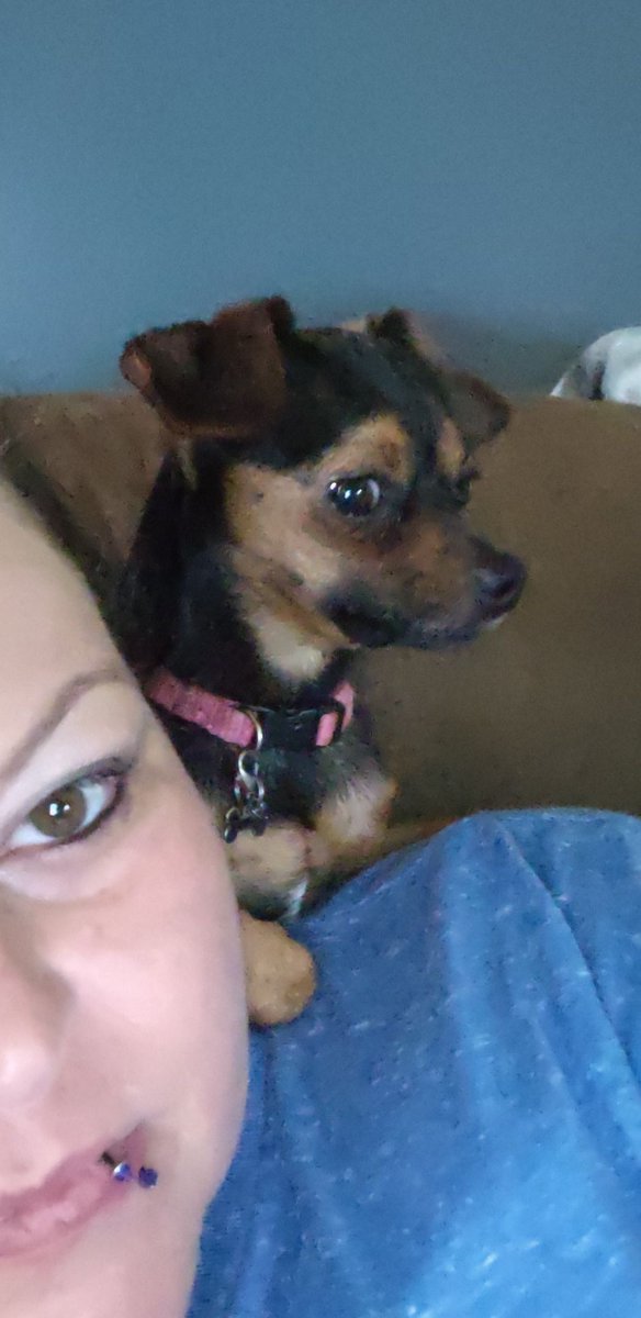 msbowshooter's tweet photo. #Freya don't #play when ya #interrupt her reruns of #MayansFX #MayansMC @JDPardo @cardenasclayton @ClaytoonSquad #dogs #dogsoftwitter #chipin #serious #tv #lol https://t.co/4KfarY3A5d
