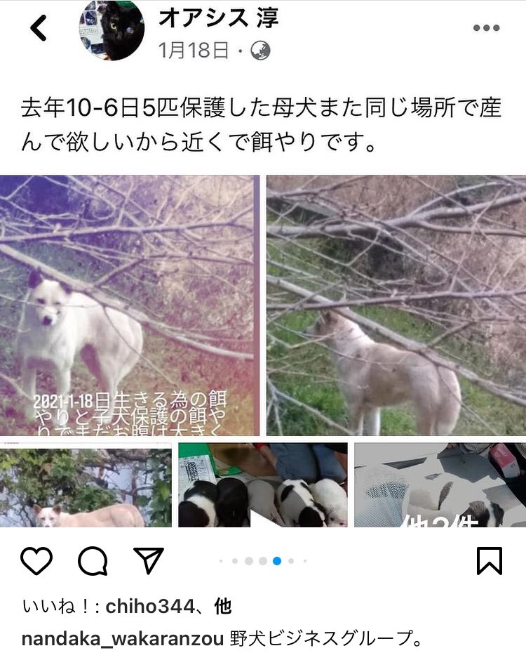 Fukufuku Likeflowersxxx Uenopcnuiohc9qk Charokoume0703 Imama75 Gh7iqp6kccxoher この親玉は 香川県からボランティア剥奪され 資格なしにも関わらず寄付集め未だ懲りずに野犬ビジネス 保護犬猫ビジネス 本人は 保健所から引き出せない為 第二