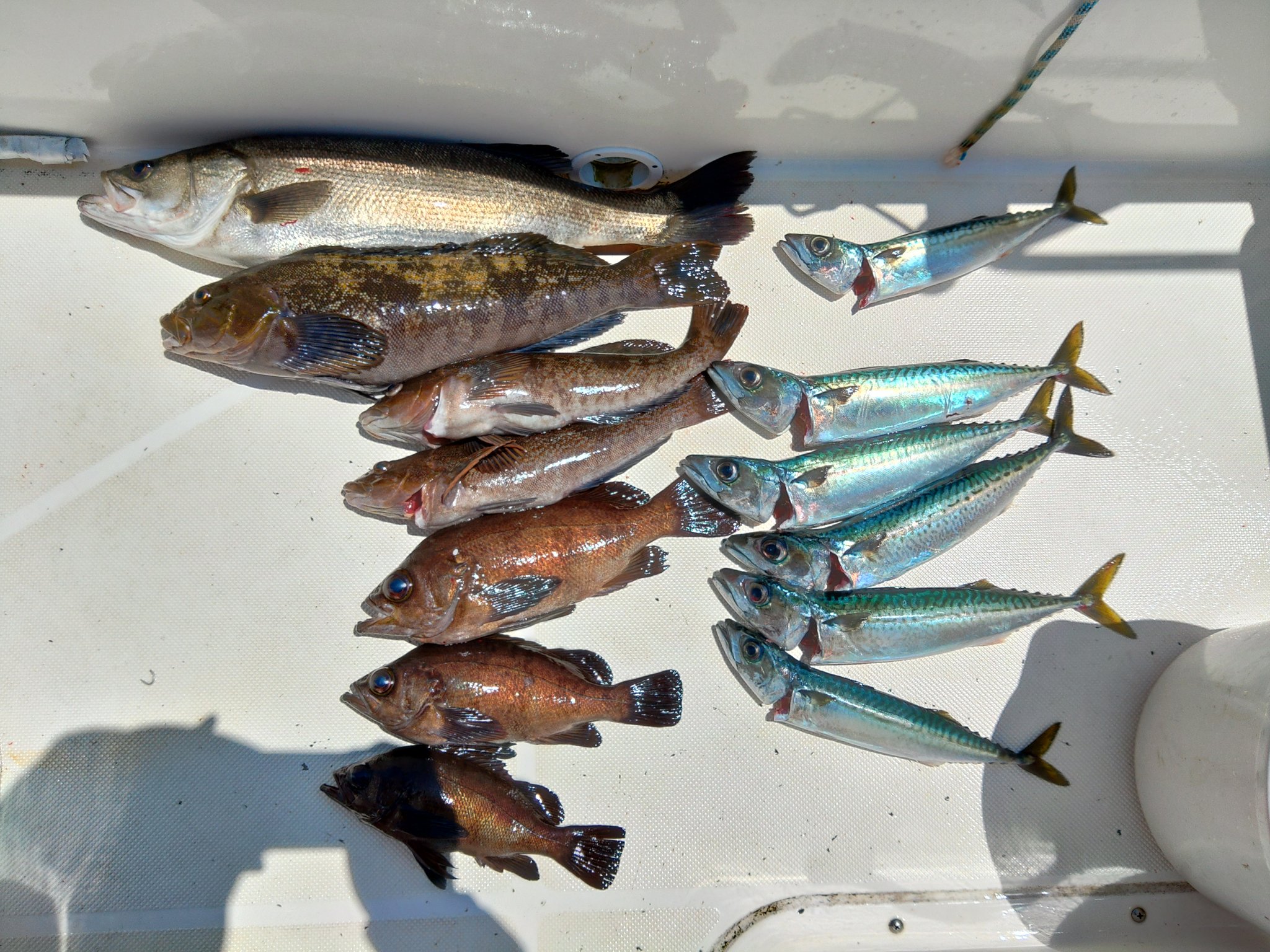 ぬー Fisherman 昨日 船のトラブルで釣りがほぼ出来ずムラムラしまくってたので急遽 おなはまてつ丸さんにいってきました 画面左上のアイナメ50upを釣れたのでよしとします 小名浜 ボートシーバス シーバス童貞卒業 アイナメ 一升瓶クラス