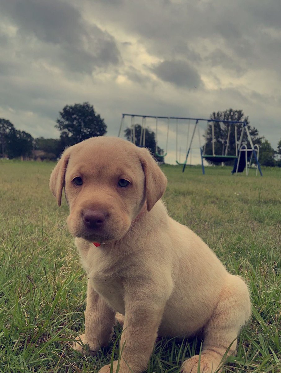 ShawBryson's tweet photo. Sprig the water dog! https://t.co/TftxUdrNyV