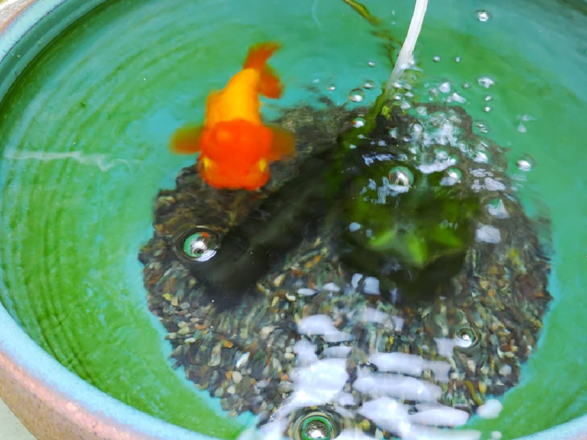 らんちゅう飼育 らんちゅう飼育