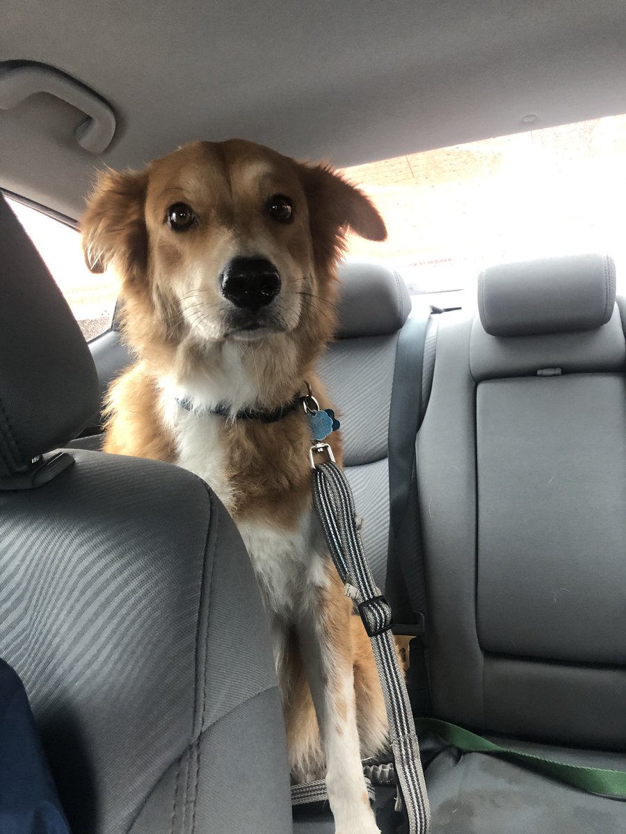 JerryMontejano's tweet photo. @sahumane our lovely dog Harley was lost 30 May 2021. We are staying at 402 Quentin Dr, 78201 San Antonio. 

We are visiting from out of town. Any help would be appreciated. 

Please contact 210-365-9780 or 405-339-1561 with any information https://t.co/u5IwiSf4bi