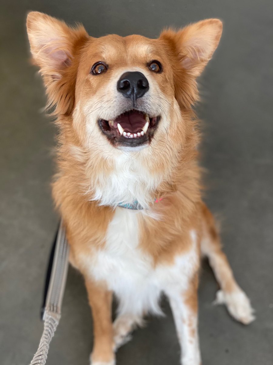 JerryMontejano's tweet photo. @sahumane our lovely dog Harley was lost 30 May 2021. We are staying at 402 Quentin Dr, 78201 San Antonio. 

We are visiting from out of town. Any help would be appreciated. 

Please contact 210-365-9780 or 405-339-1561 with any information https://t.co/u5IwiSf4bi