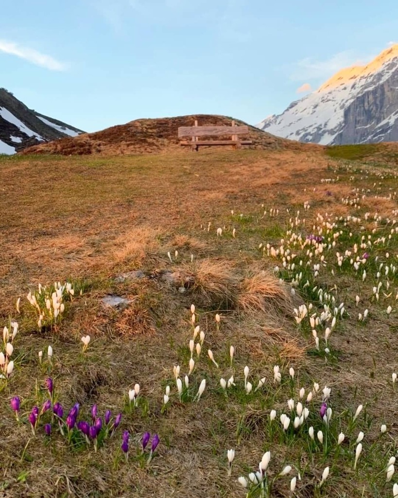 Spring moments on the Fürenalp. ☀️The crocuses enjoy the warm summer rays. 🌸
.
.
.
📸 @fuerenalp.engelberg
.
Die Krokusse zeigen sich jetzt von ihrer schönsten Seite - ein gutes Zeichen, dass sich der Frühling auch auf den Alpen bemerkbar macht.
. 
#f… instagr.am/p/CPhxI84l5M8/