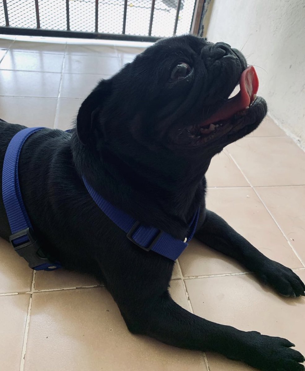 majolv9's tweet photo. No existen palabras suficientes para explicar todo el amor que te tengo, una parte de mi corazón se va contigo, fui muy afortunada de tenerte, nos dejas un gran vacío, la casa no será la misma sin tus ladridos, tus pucheros y el amor incondicional que nos dabas, te amare siempre https://t.co/84YpTOJZDi