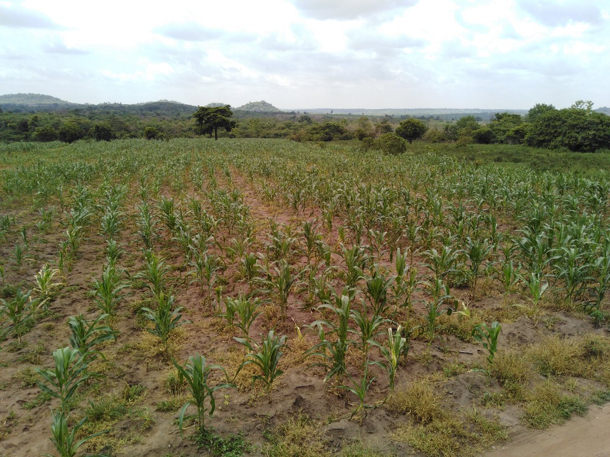 EletaValentine's tweet photo. It's beginning to look like this year, just like 2020, will not be good for farmers, from the annual rainfall point-of-view.
Today is the last day of May, &amp; the rains still can't be said to be established in most parts of the country. Almost 2wks now, no rain

#Agribusinessnaija https://t.co/kIQQNSWxGx