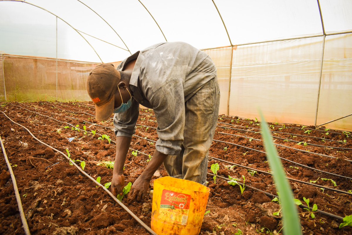 KenyaCIC's tweet photo. During the initial stages of the #VijanaNaAgriBiz competition, 20 participants were selected after successfully submitting innovative projects that could lead to social, environmental and economic benefits in the agriculture and agro-industry sectors. @EUinKenya @denmarkinkenya https://t.co/ZmDoarPLjm