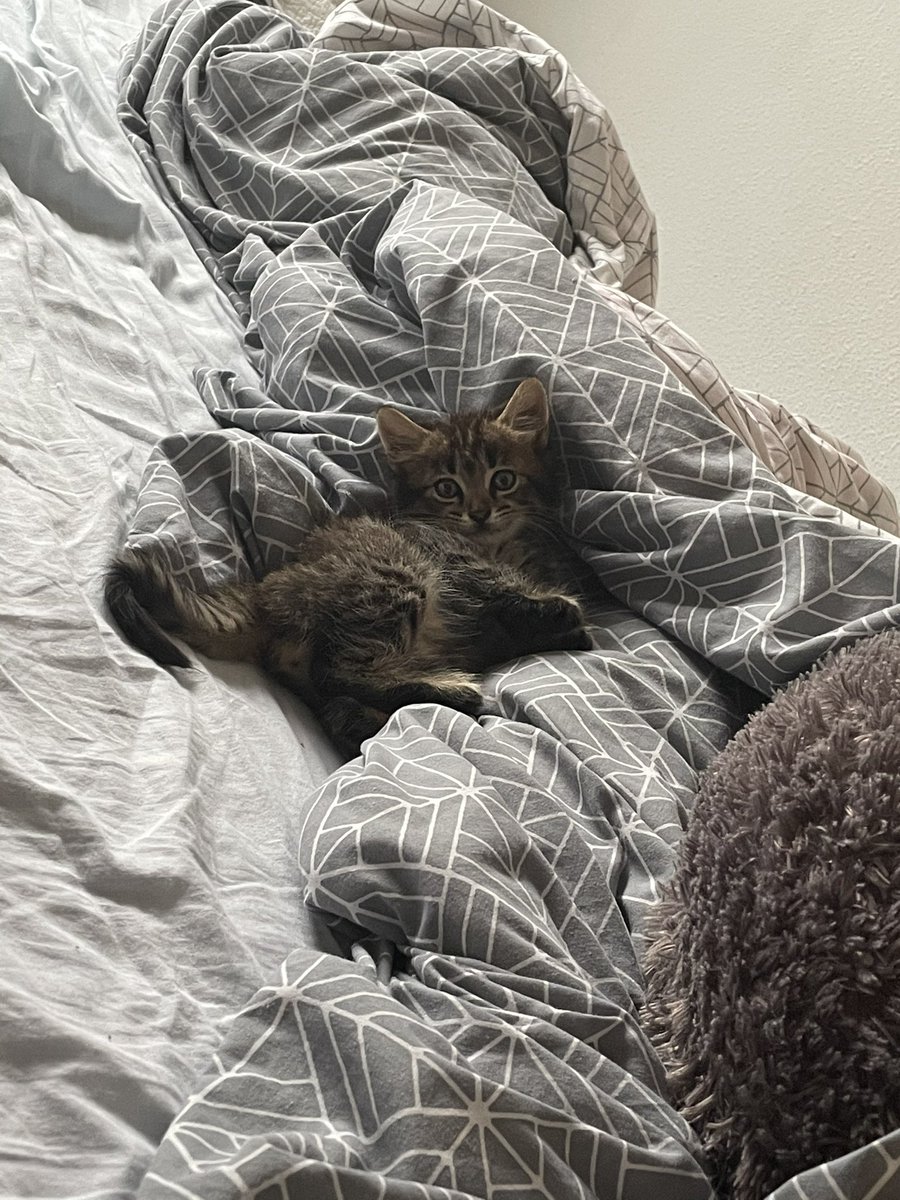 aantoonn__'s tweet photo. E adoptado un gatete :) https://t.co/MNpjRe4l0Q