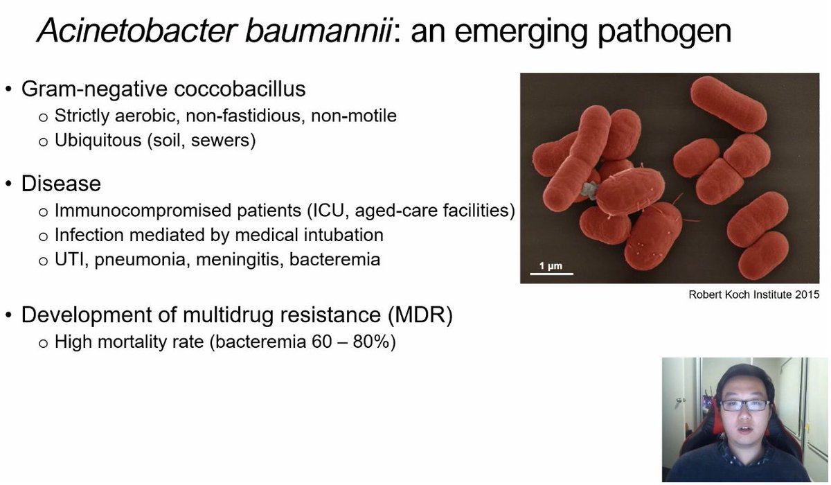 A_baumannii's tweet image. Our 3rd @AUSSOCMIC 2020 Nancy Millis Student Award winner from SA is @maoge_zang (@Flinders) presenting on: Combating antibiotic #resistance with fish oil (against Acinetobacter baumannii) #2021ASM.  dlvr.it/S1fJ1x… dlvr.it/S2Kqkh