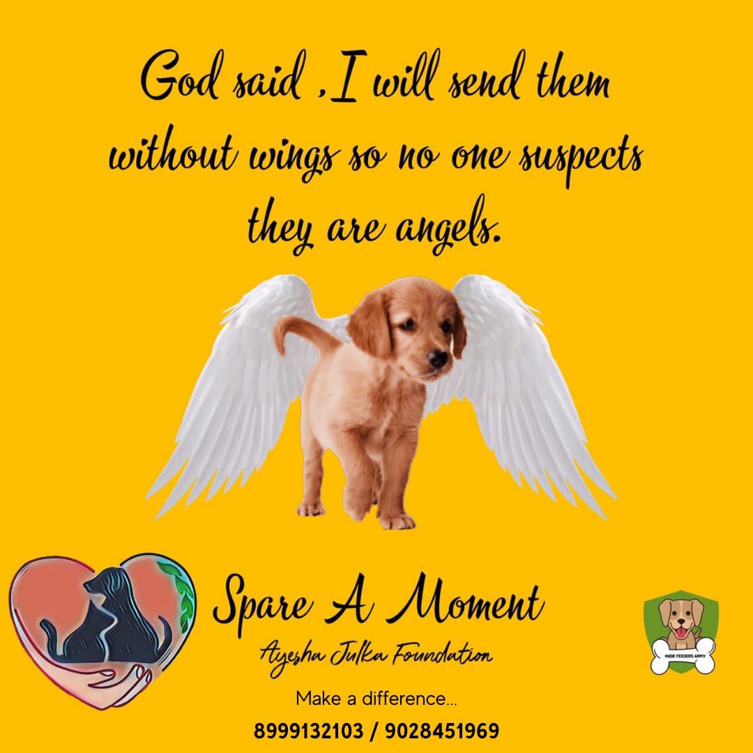 AyeshaJhulka's tweet photo. #adoptdontshop #adopt #adoption #straypuppy #straypuppies #adoptindiandogs #adoptindies #adoptindiedogs #indiedogsofinstagram #indiedogsarethebestestdogs #careforlife #animalwelfare #animalcare #ayeshajulka #adoptme #adoptdontshop🐾 #adoptdogs #adoptmepets #lonavala #india https://t.co/qplso8Oy7r