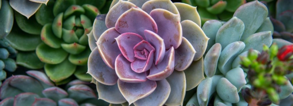 🔎 ¡Mira lo que he encontrado!
Cuidados de la Echeveria, la reina de las suculentas - verdecora.es/blog/echeveria… 
#plantas #decoración #natural #cuidados