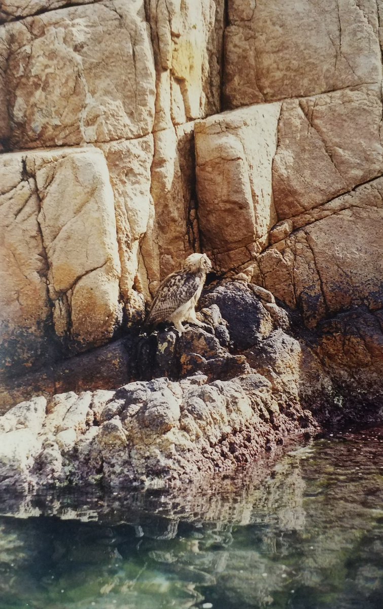 La capacitat de camuflatge dels polls de duc litorals és sorprenent. 
Aquest poll espera ser peixat a pocs centimetres de l'onatge. 
Al mateix temps, a menys de 10 metres les barques dels turistes es groxen sense ni adonar-se.