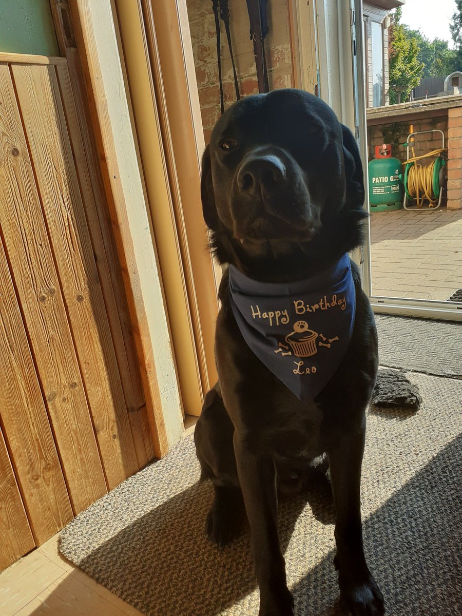 FurbabyPrince's tweet photo. Furpals it's a big day, it's my 2nd #Burfday and there's a box in da fridge with my name on. Plus my #furpals #MickeyandRuby are coming over to play. More piccies later. https://t.co/tZGJK1xaFP