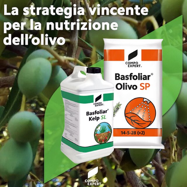 CompoExpert's tweet image. #olivicoltura #olivicolturaitaliana #agricoltura #noisiamoagricoltura #concime #concimazione #concimi #fertilizzante #fertilizzanti #fertilizzazione #npk #npkoriginalgold
