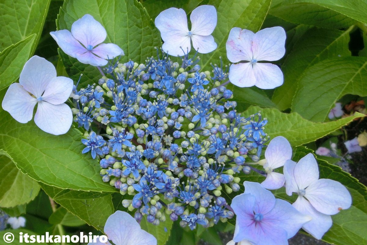 アジサイ Hotワード