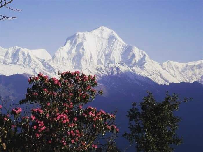 HikerTreks's tweet photo. Ghorepani Ghandruk round Trek - Short and Easy Trek in Annapurna region of Nepal.
#shorttrek #easytrek #budgettrek #ghorepanitrek #Poonhilltrek #Punhillsunrise #Tadapani #Ghandruktrek #Nepalshorttour #hikerhimalayatreks https://t.co/TzyzFZo0aP