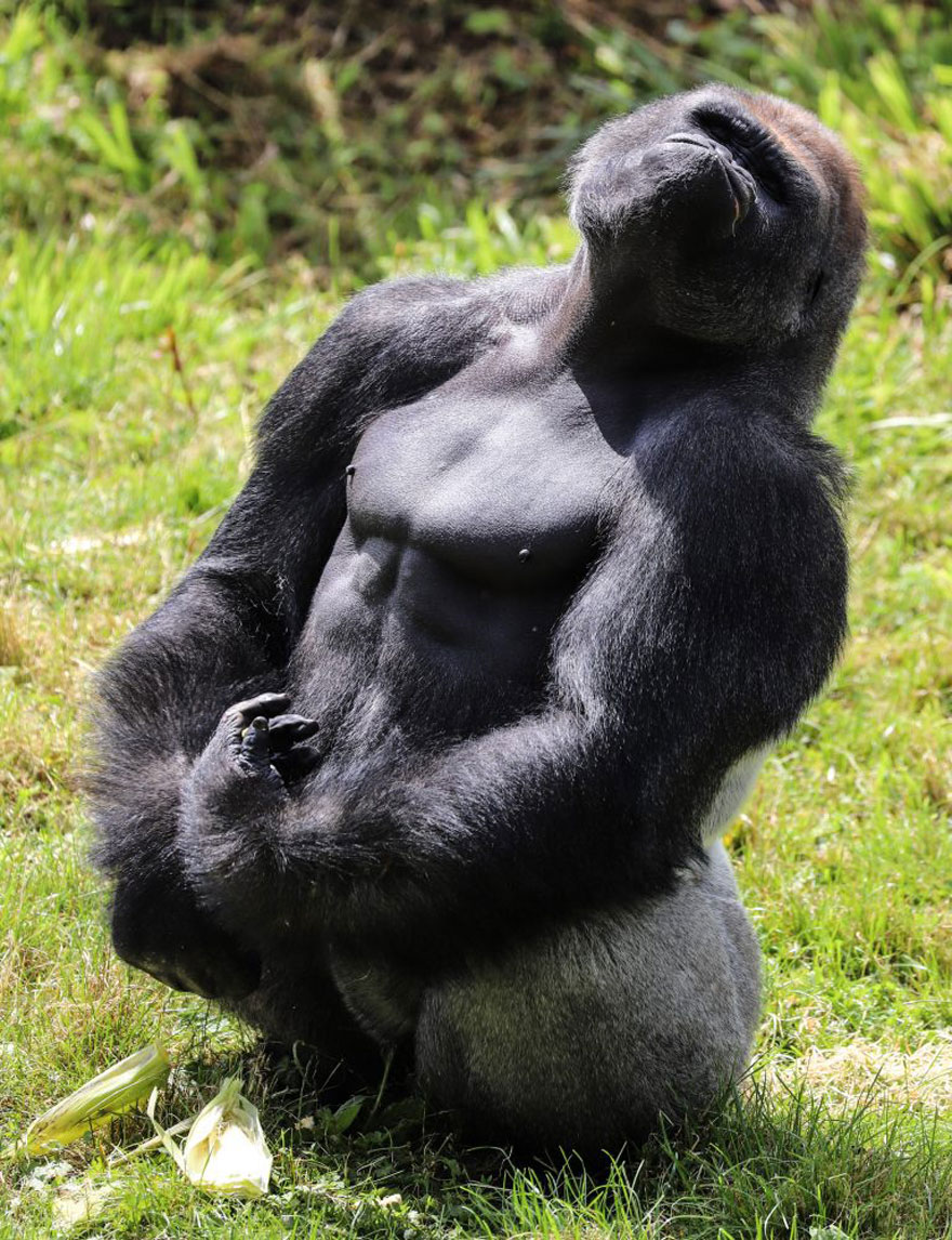 Gorilla gorilla