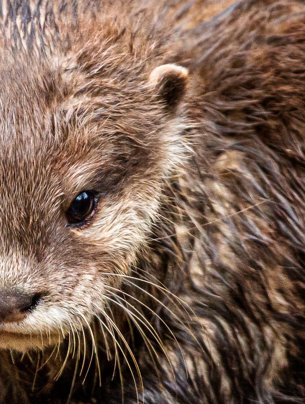 Blackpool Zoo Happy World Otter Day A Great Excuse To Share These Stunning Close Up Pictures Of Our Otter Babies Gary Cox T Co Vzeioxyfhw Twitter
