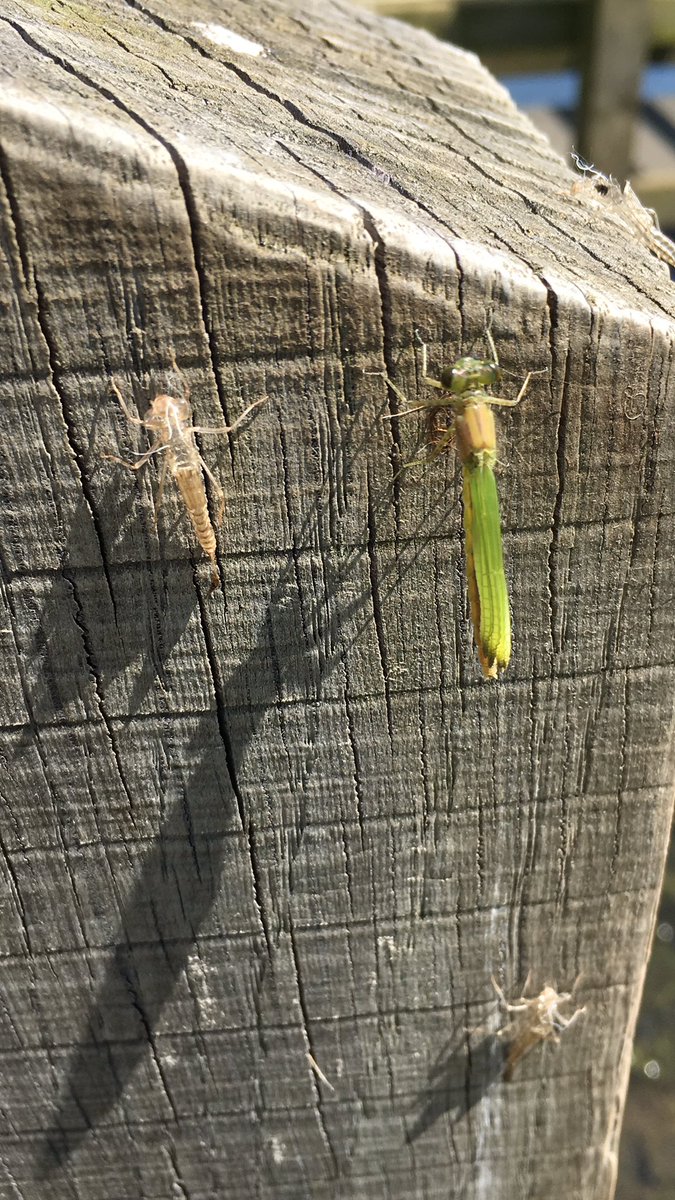 Harrold-Odell Country Park tweet media